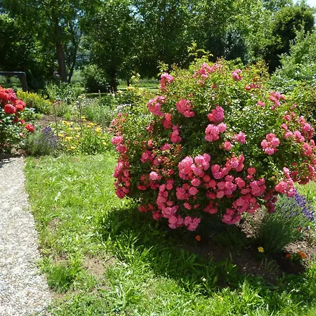 Blumenwiese